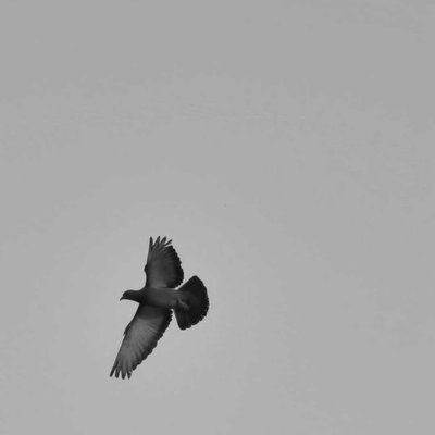 fly high