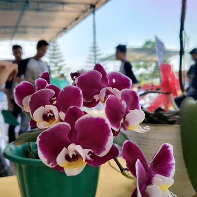 Doritaenopsis