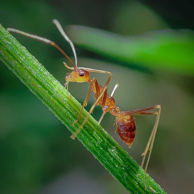 Anoplolepis gracilipes