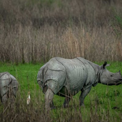 The Pride of Kaziranga 