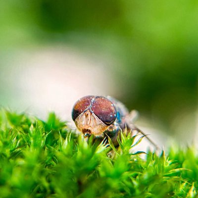 Macro 