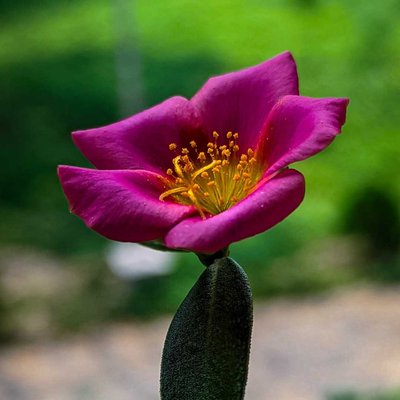 Moss Rose:Office-Time Flower🌸