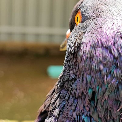 Pigeon