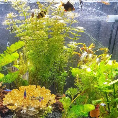 ALL ABOUT WATER (AQUARIUM)