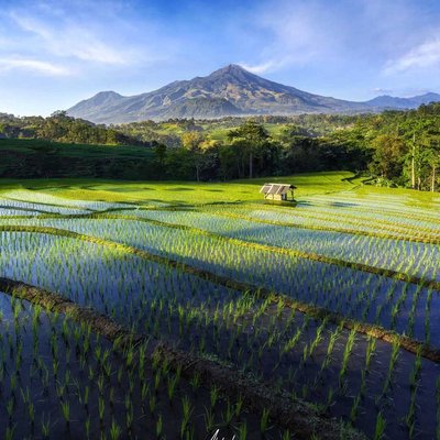 Beautiful Ricefields in trawas