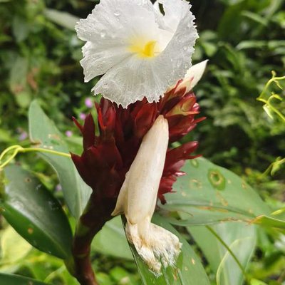 Crepe Ginger Flower