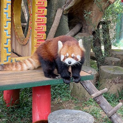 red panda …