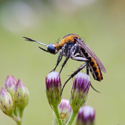 Toxophora