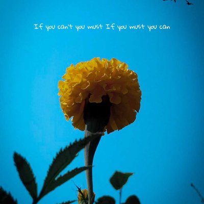 🌼FLOWERS🌼