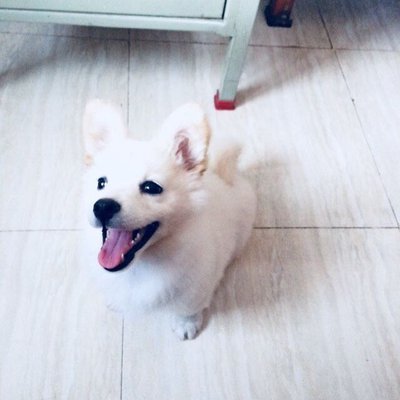 Pom 🐶