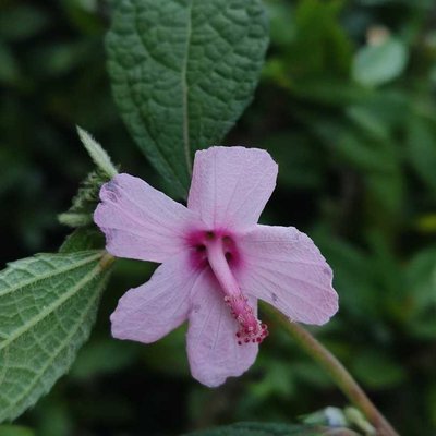 Pulutan