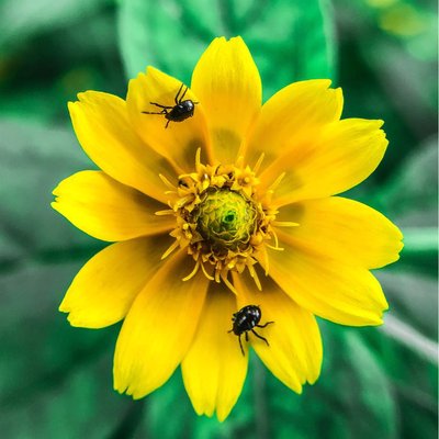Bunga chafers || Kumbang Bunga