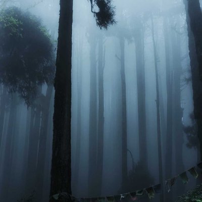 Pine Forest
