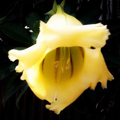 Solandra Maxima (Bunga Bakung)