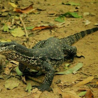 Bayawak(Monitor Lizard)