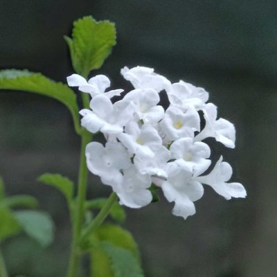 Lantana involucrata