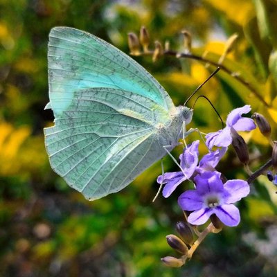 Beautiful Butterfly 🦋