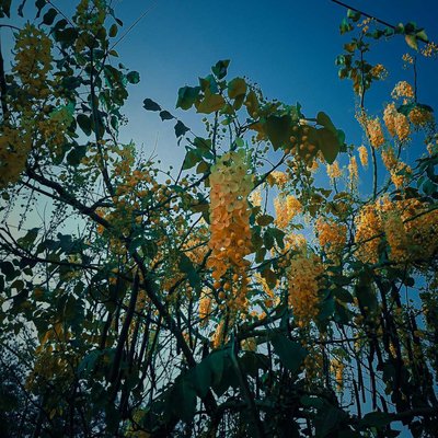 Loaded with Yellow Flowers😍