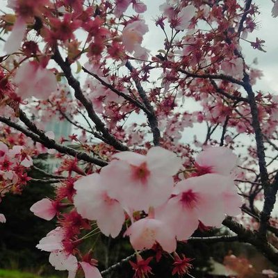 Sakura zamanı 