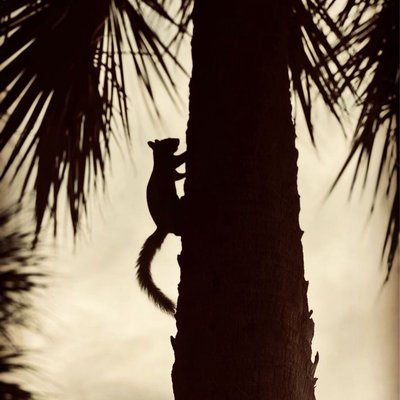 La 🐿️
