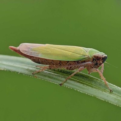 Cicadella