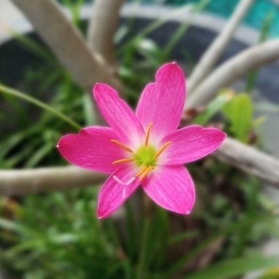 Zephyranthes carinata