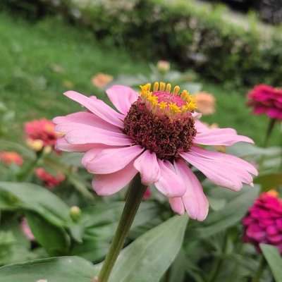 A Beautiful Flowers 🌸