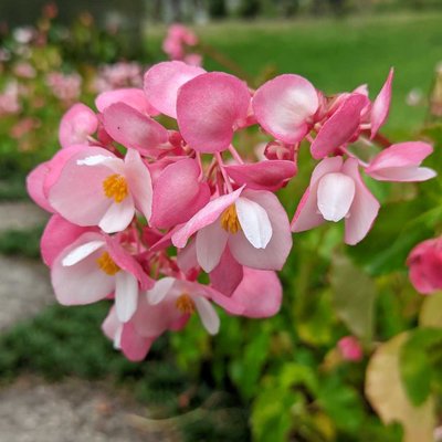 Begonia