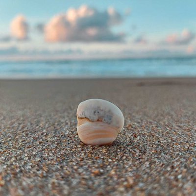 THE SHELL 