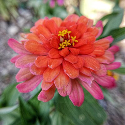 Bunga dahlia