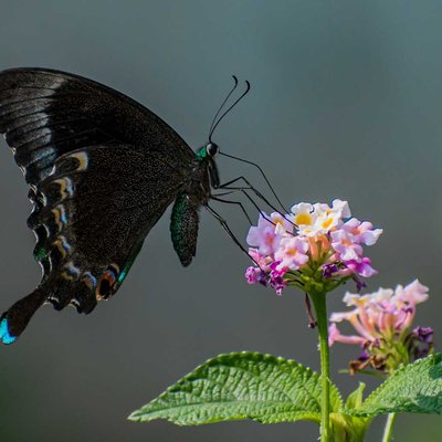 Common Banded Peacock