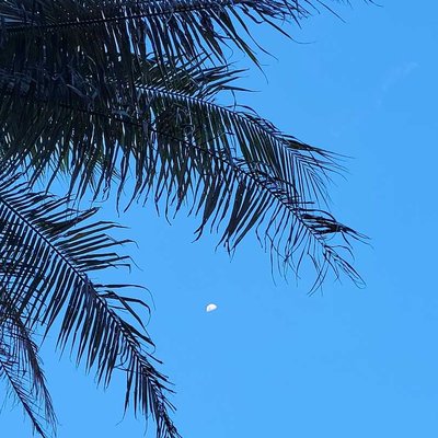 🌴