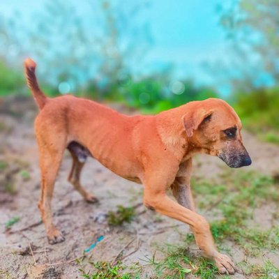 Dog 🐕