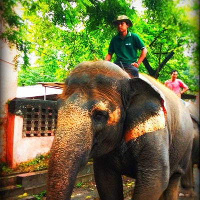 The Mahout