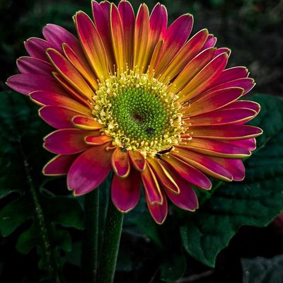 Barberton daisy 🌸✨ colourfull flower 🤗✨