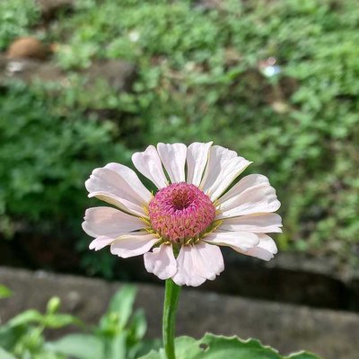 Zinia