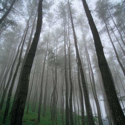 Hutan Pinus Bulu Tanah