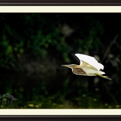 Indian Pond Heron