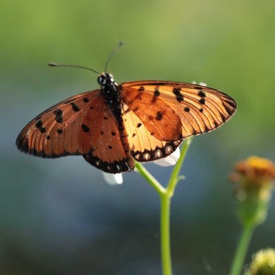 Tawny Coaster Butterfly