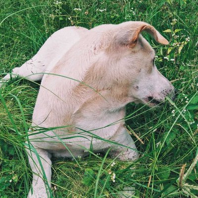 Si Manja Utih