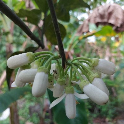 bunga jeruk