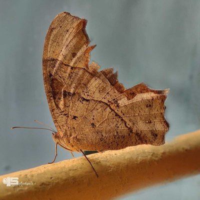 Butterfly 🦋