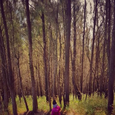 Wild n Free