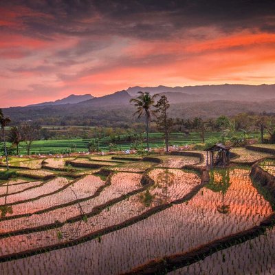 Ricefield