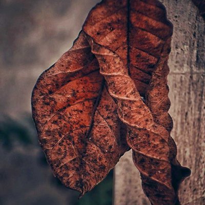 Karya Seni Foto Daun Kering 