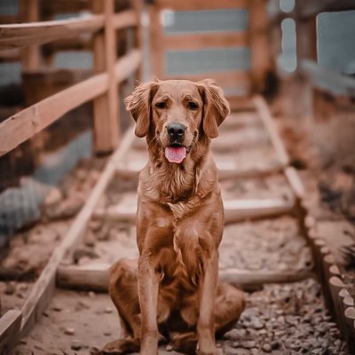 Golden Retriever