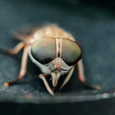 Macro 