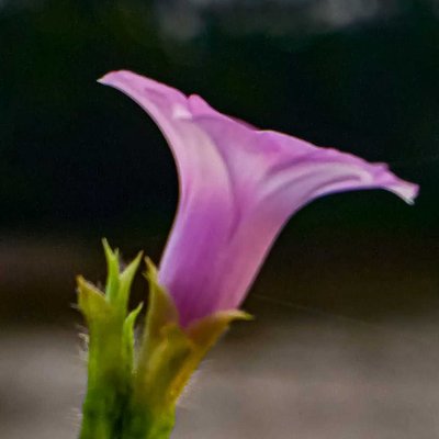 Ipomoea triloba