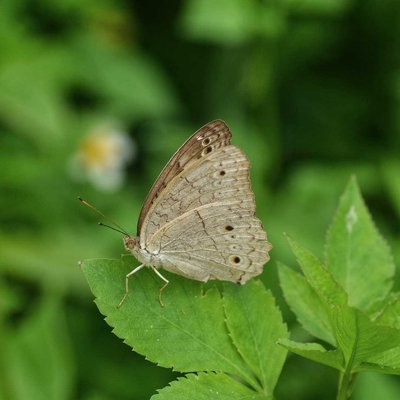 Junonia Atlites (Butterfly)