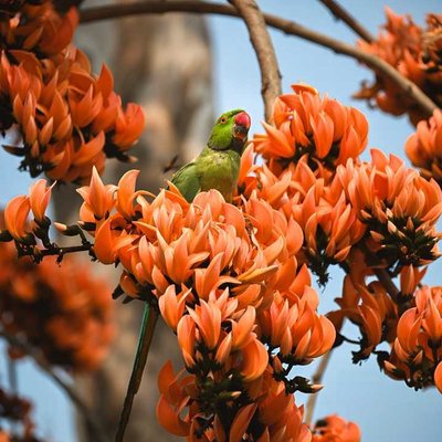 The Beauty Of Spring In Kolkata